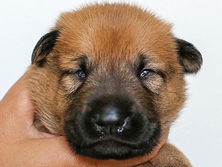 chinook puppy